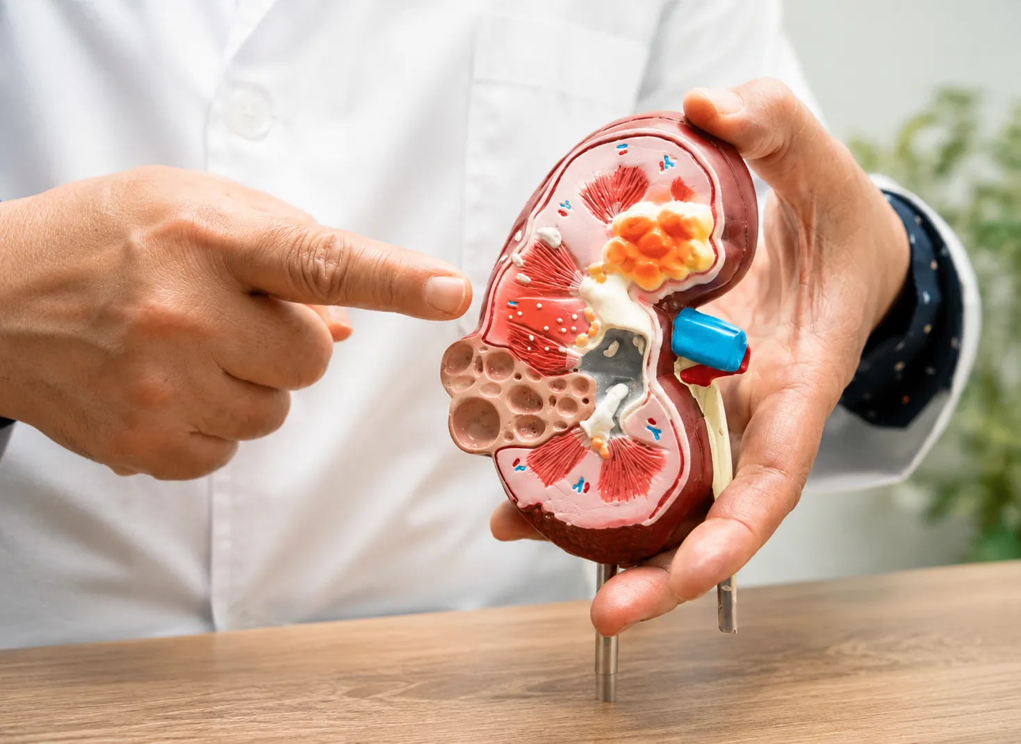 Damages Your Kidneys